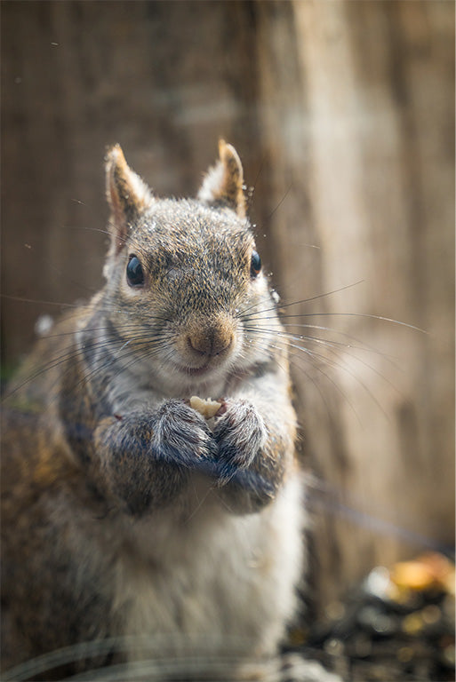 Squirrels food sources