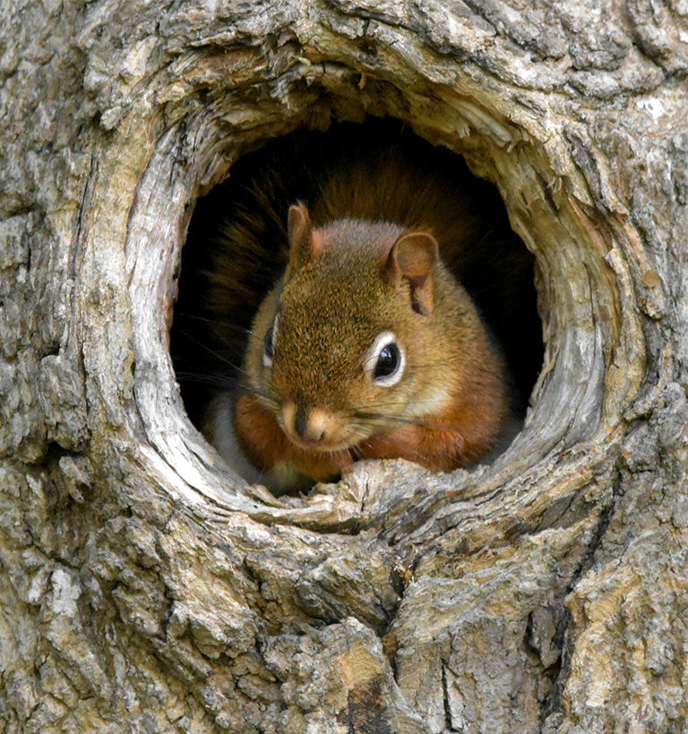 Squirrels Nesting Habits