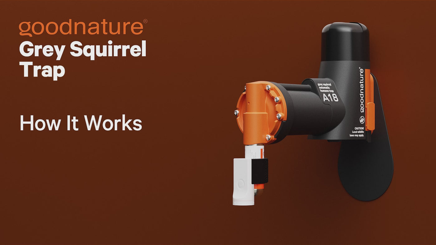 A18 Squirrel and Large Rodent Trapping Kit | Automatic Trap Company