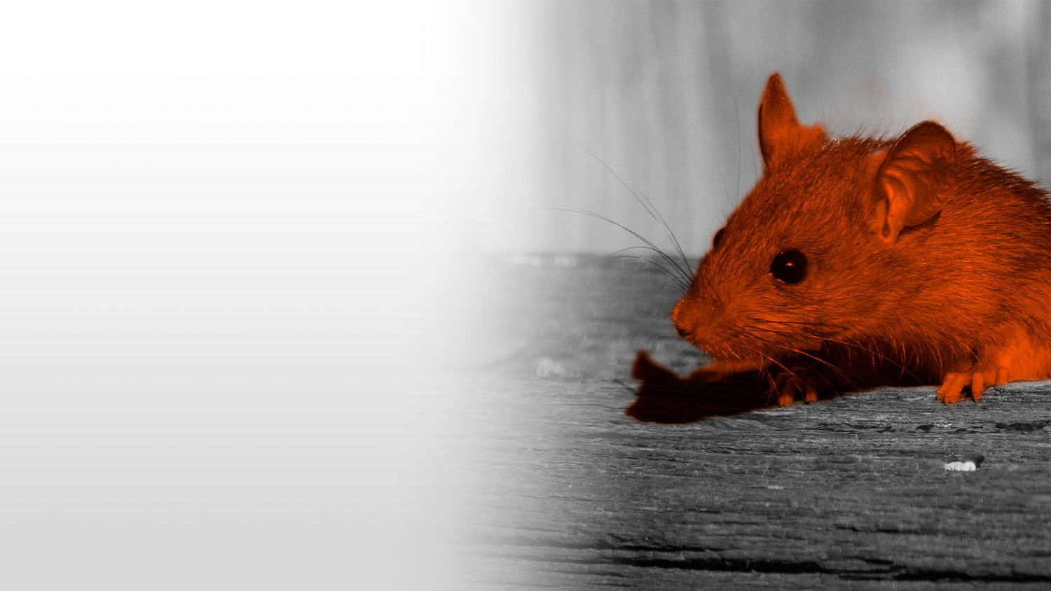 How Do Rats Impact The Environment? Automatic Trap Company