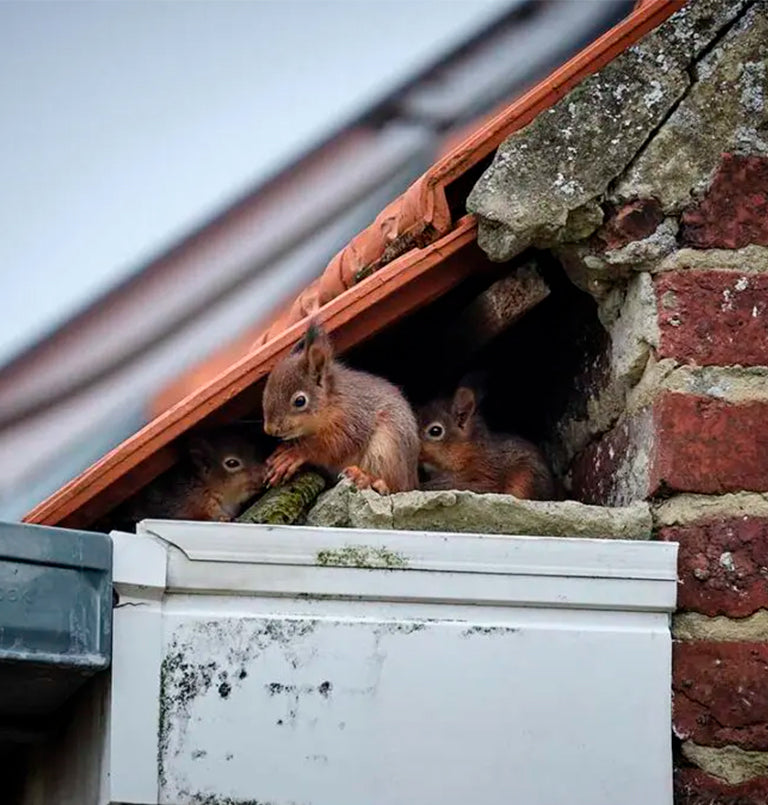 prevention and control Squirrels